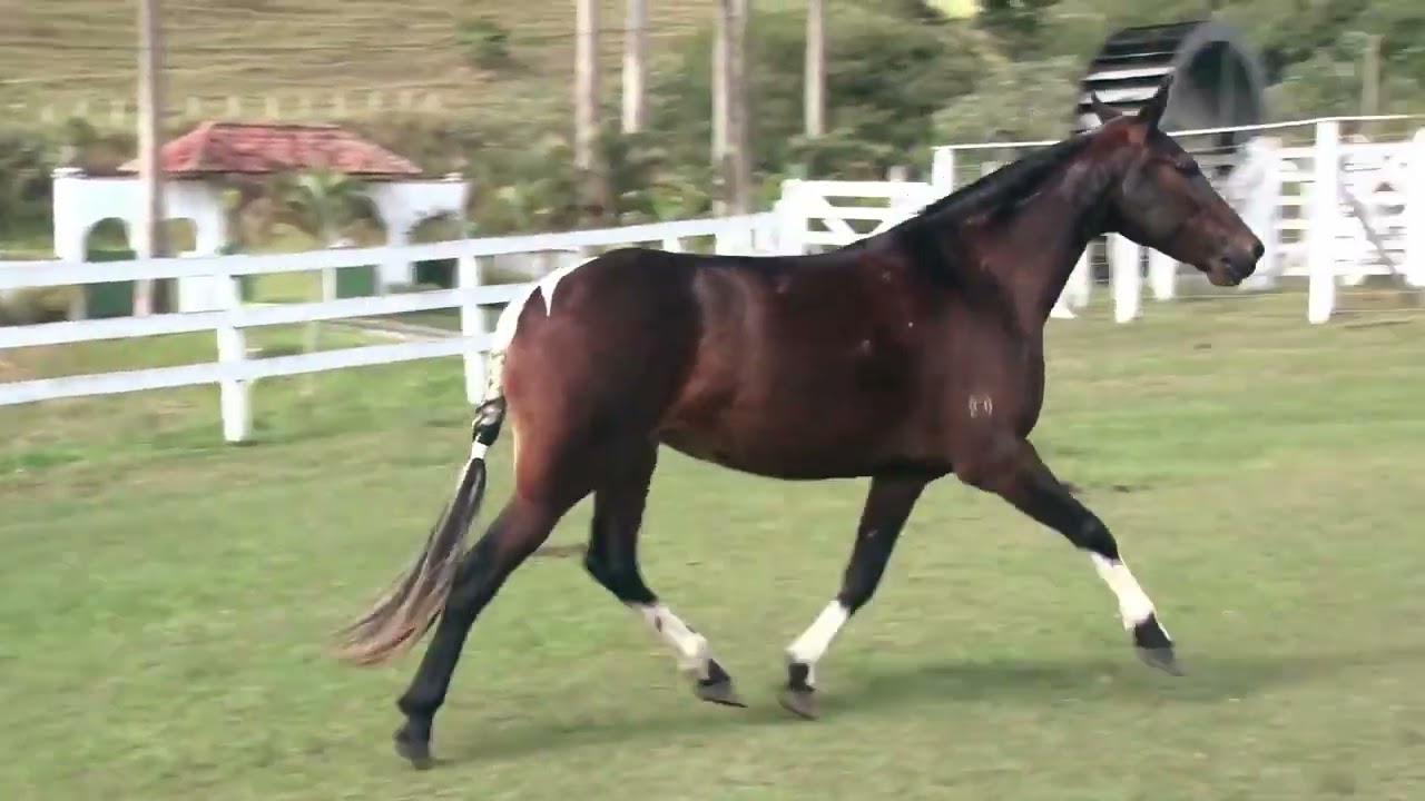 LOTE 06 A  ZORRO DO ZEL (LEILÃO ELITE NACIONAL PAMPA - ADULTOS