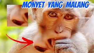 Nasib Monyet Yang Malang | Dagunya Dimasuki Lalat Larva #hewan