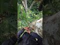 aggressive bees #Ayisupriatnamadu #nature