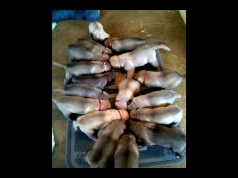 36 HQ Pictures Kangal Puppies For Sale Ohio - Selecting A Working Livestock Guard Dog Puppy Mother Earth News