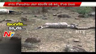 Caught On Camera | Python Tries To Swallow Whole Goat In Karnataka | Regrets Soon After