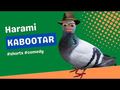Harami Kabootar comedy shorts video #shorts #comedyshorts