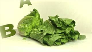 Growing Arizona Romaine Lettuce