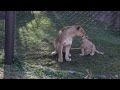 Lion cubs playing at the Philadelphia Zoo