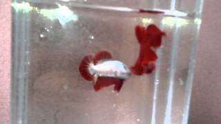 VID 20140709 171903