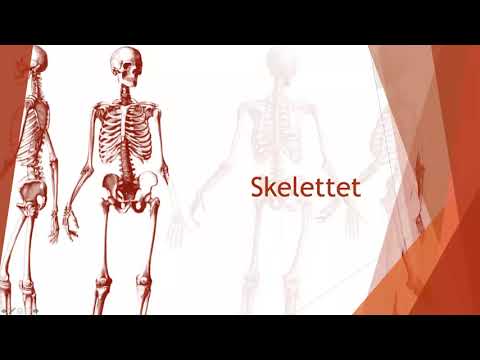 Skelettet - Biologi 2 (100 p)