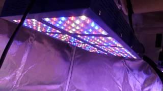 MEIZHI 1200w LED GROW LIGHT UNBOXING AND REVIEW