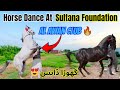 Amazing dance at sultana foundation | Horse Dance in Pakistan 2025 |🐴👍#horse #horsedance #pakistan 