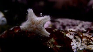 Full Starfish The beauty of nature in real time  cold saltwater rock pool Update