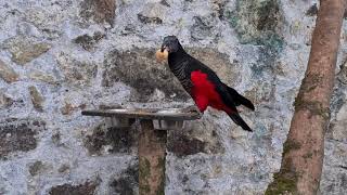 Pesquet's Parrot or the Dracula Parrot or Vulturine Parrot at Paradise Park Cornwall