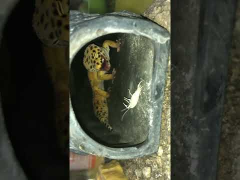 Эублефар зевнул😝 а вы наблюдали такое у своего питомца? #reptiles #эублефар #snake #энтомолог