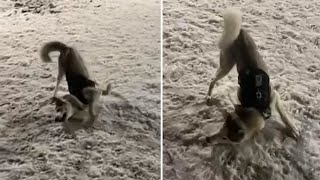 Super excited husky can't contain excitement for fresh snowfall