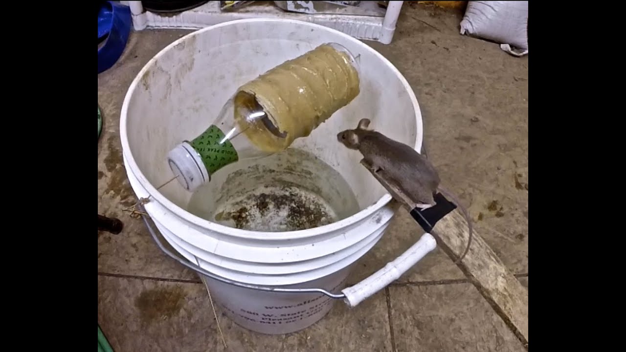 DIY Humane Mouse/Rat Trap Bucket - Homemade Rat Trap (Easy and