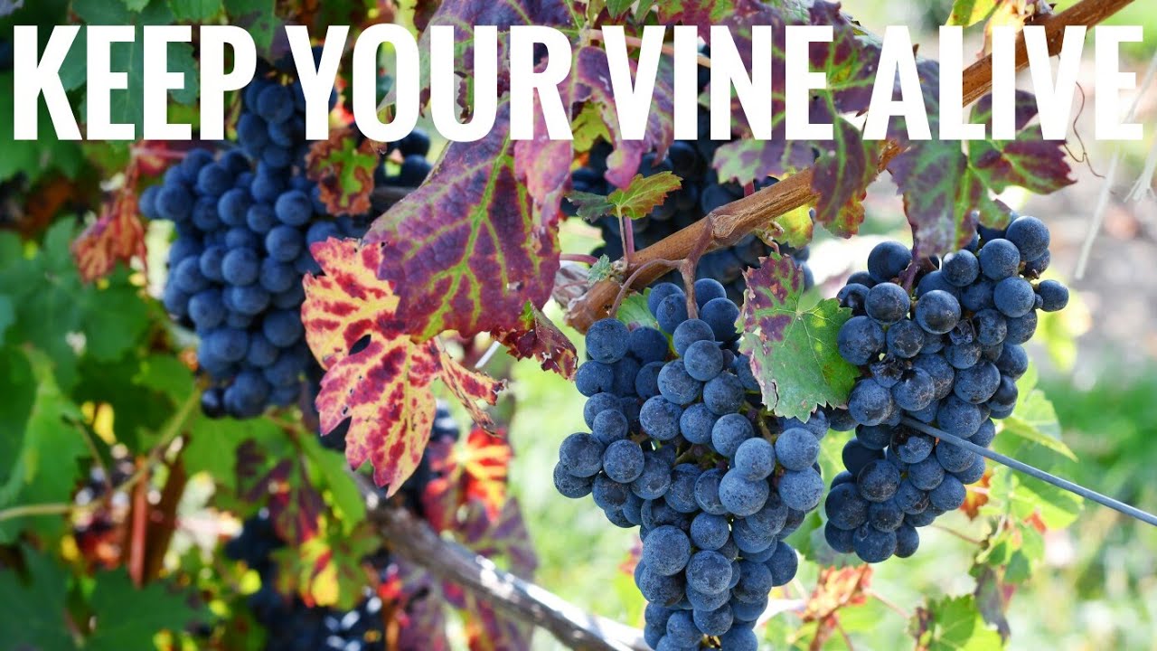 "KEEP YOUR VINE ALIVE" ZEKE JONES YouTube