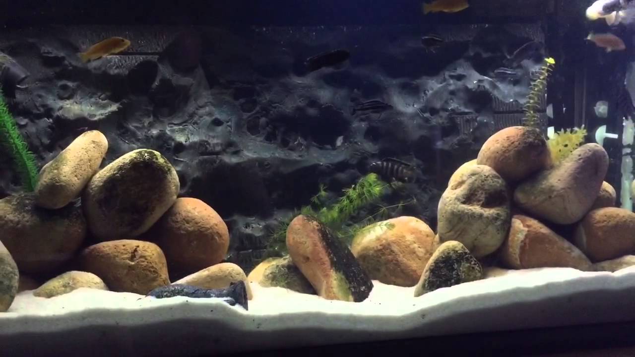 cichlid tank 50 galon(maingano,labido,saulosi)