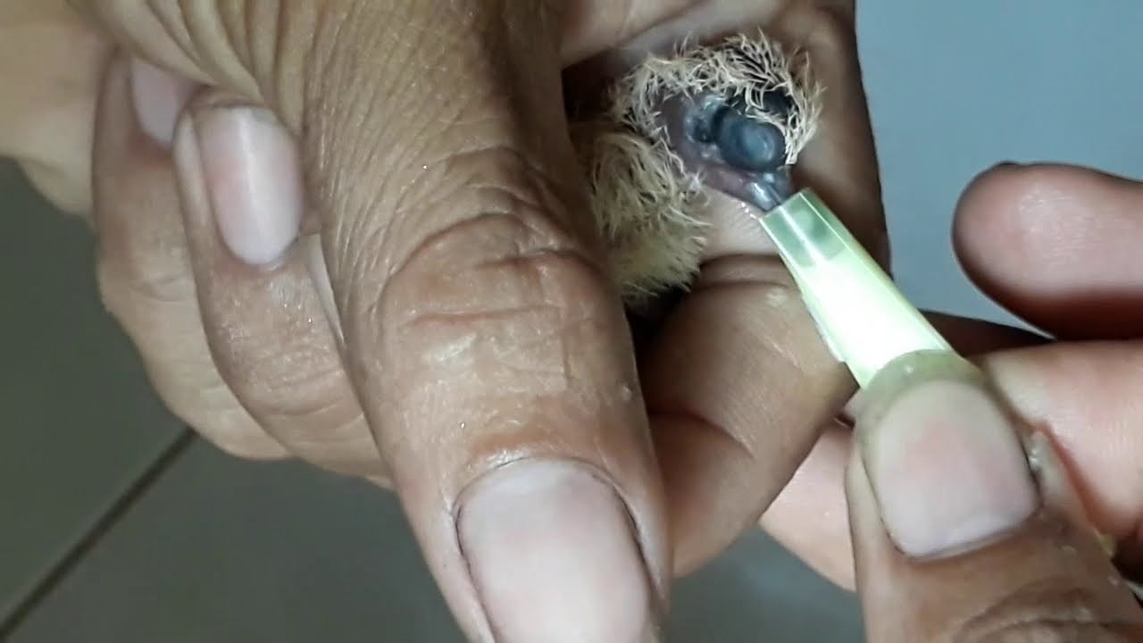 Chăm sóc chim cu mới nở