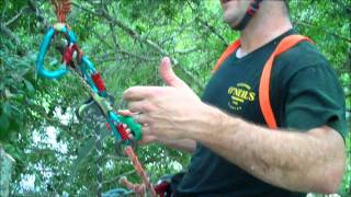 Clearwater Tree Pruning with ONeils Tree Service