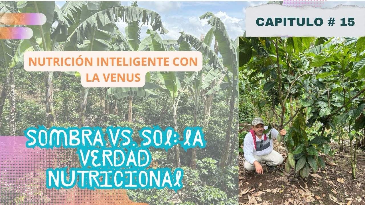 ¿Sombra o sol para producir mejor café? 