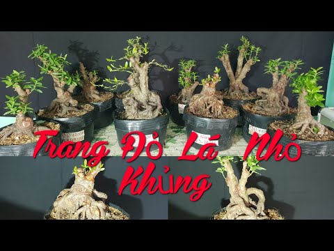 Video Cây Phôi Bông Trang Đỏ Lá Nhỏ Bonsai Nghệ Thuật... - youtube