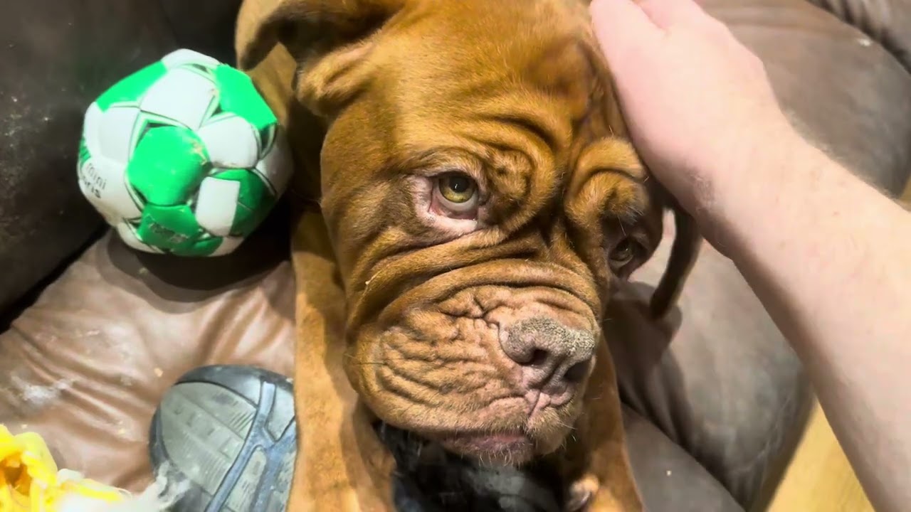 Dogue de Bordeaux - Girls like shoes, even my old stinkers.😂😂😂