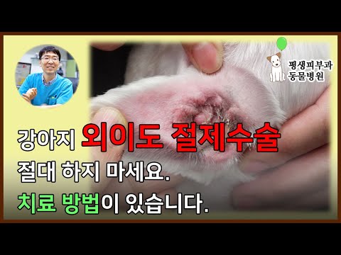 개외이도 절제술, 고질적인 외이염치료에 도움이 되지 않습니다. [개아토피힐링TV]