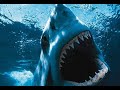 Shark Attacks Caught On Video