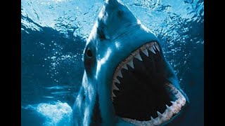 Shark Attacks Caught On Video