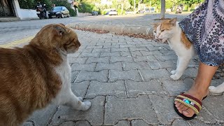 When the male cat saw the other male cat, he began to meow in a timid voice screenshot 5