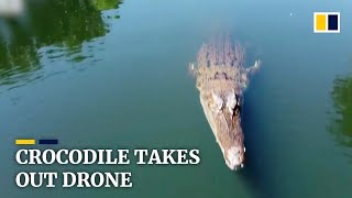 Crocodile takes out drone in Australia