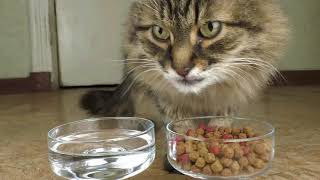 [REUPLOAD] ASMR  Cat eats and drinks
