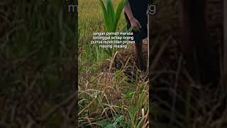 Kelapa Indonesia