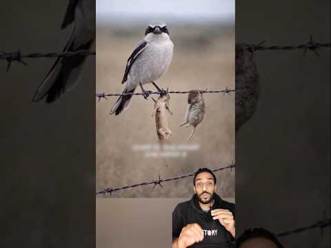 طائر كيوت لكنه أخطر مما تتخيل طائر الصرد