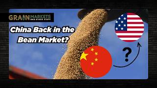 Soybeans Jump on Talk of China Re-Entering US Market