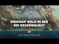 Bissiger Wels im Guggenberger See? Frau bei Regensburg verletzt
