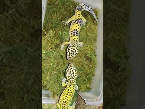 outdoors with the morgans Leopard gekcos eating horn worms