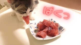 初めてマグロを食べて野生化した子猫の反応がおもしろいw. Reaction of a kitten who ate tuna for the first time【スコティッシュフォールドの子猫】