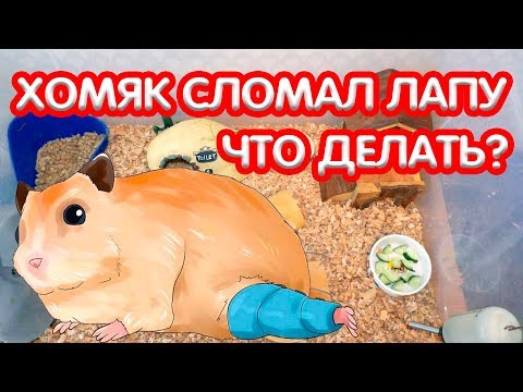 Видео: Переломы у хомяков