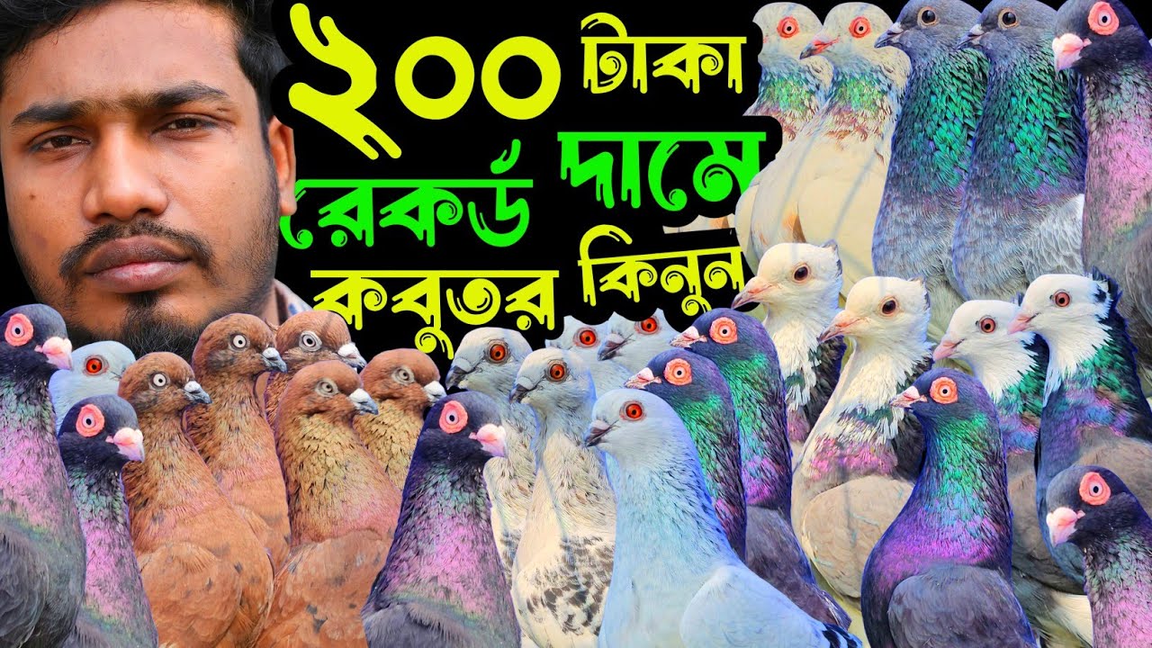 ২০০ টাকা পিস ইতিহাসের রেকর্ড দামে পাঙ্খি,হেমার,গররা,চিলা,কালদম কবুতর | বাকবাকুম পায়রা | Pigeon |