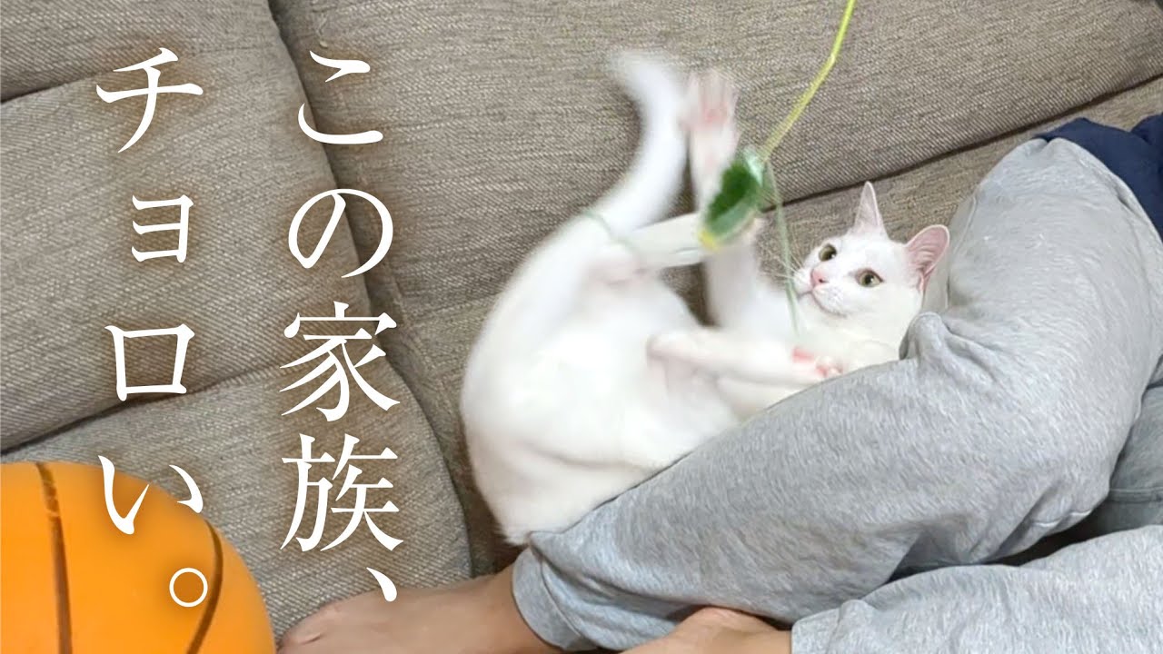 The white cat instantly dragged the dog-loving family into the cat