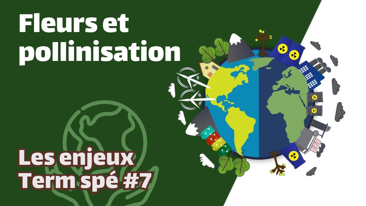 Fleurs et pollinisation- SVT - ENJEUX Term spé #7 - Mathrix