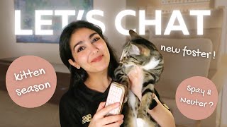 It’s officially KITTEN SEASON | Meet Our Newest Foster + Let’s Chat!