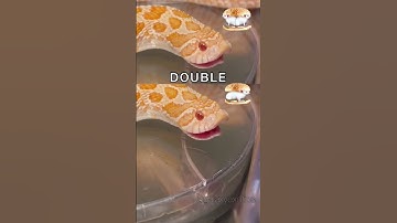 WHOPPER WHOPPER WHOPPER WHOPPER