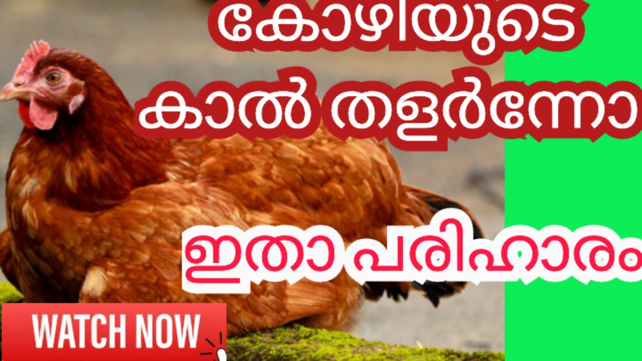 കോഴിയുടെ കാൽ തളർന്നു  പരിഹാരം /kozhi valarthal/nadankozhikal