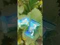 7up lemon candy #candy #suricandy -#youtubeshorts #shorts