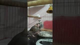 JAVA Sparrow Bird two Mantra baby 🐦🥰 #javasparrow #birds #javabird #javaee