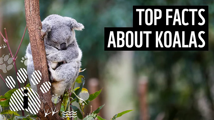 Top 10 Koala Facts | Animal Facts | WWF