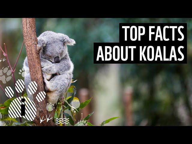 12 curious facts about koalas