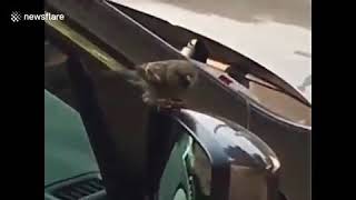 FuNny Sparrow Filmed Fighting its own reflection