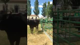 Ejemplares de Raza Sayaguesa en la Feria de Ganadería de la comarca