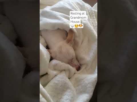 She Took A Nap Dogmom Nap Cutedog